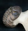 Phacops Trilobite - Beautiful Shell Coloration #12237-2